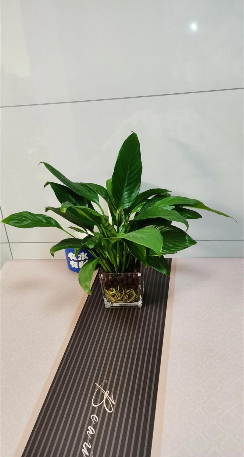 一帆风顺能水培繁殖吗？-第3张图片-吾爱花网