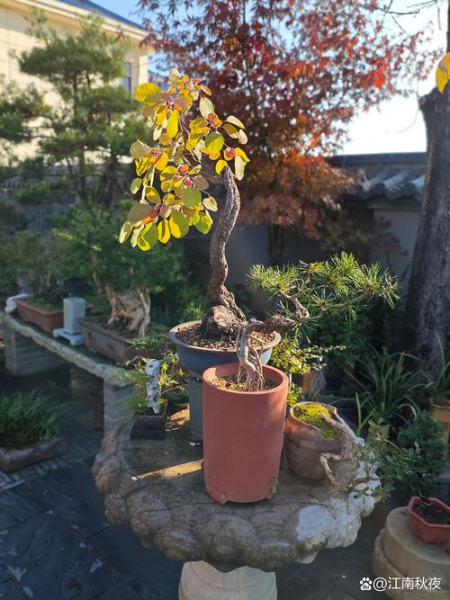 霜降后哪些盆栽能继续露天？-第1张图片-吾爱花网