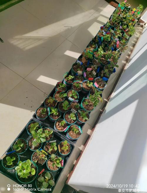 霜降后哪些盆栽能继续露天？-第3张图片-吾爱花网