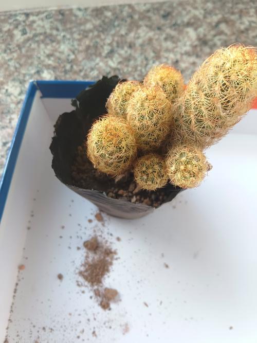 金手指盆栽怎么养？-第3张图片-吾爱花网