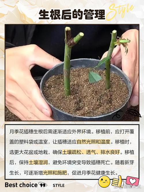月季开完花后剪哪里？-第3张图片-吾爱花网