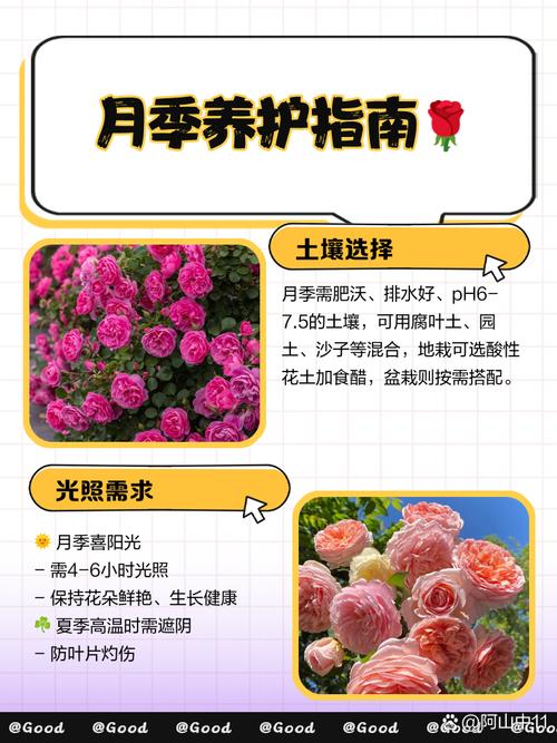 月季开完花后剪哪里?-第1张图片-吾爱花网 月季开完花后剪哪里?-第1张图片-吾爱花网