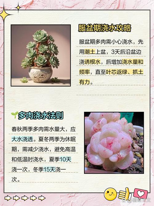 肉植物种多肉植物怎么养-第1张图片-吾爱花网 肉植物种多肉植物怎么养-第1张图片-吾爱花网