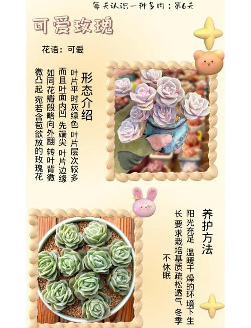 哪些多肉品种需要多浇水？-第1张图片-吾爱花网