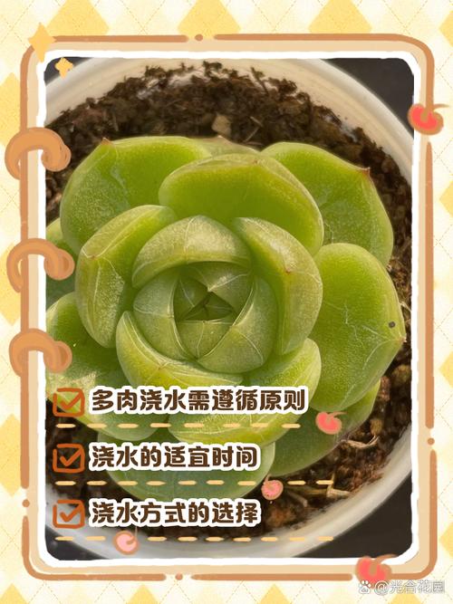 秋天多肉为何能多浇水？-第2张图片-吾爱花网