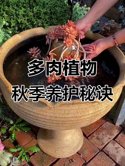 秋天多肉为何能多浇水？-第3张图片-吾爱花网