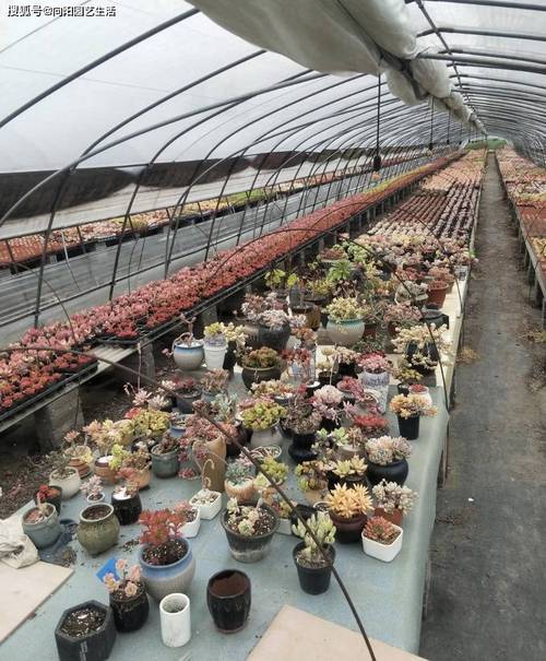 山东多肉植物大棚集中在哪些区域?-第2张图片-吾爱花网 山东多肉植物大棚集中在哪些区域?-第2张图片-吾爱花网