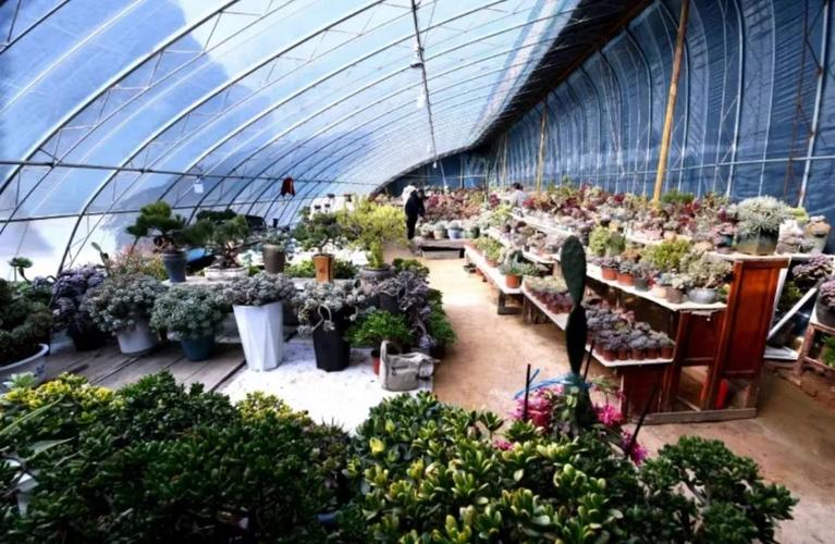 山东多肉植物大棚集中在哪些区域?-第1张图片-吾爱花网 山东多肉植物大棚集中在哪些区域?-第1张图片-吾爱花网