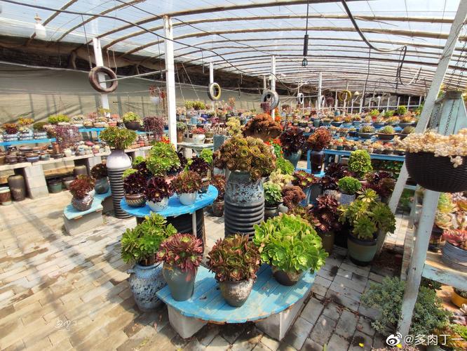 山东多肉植物大棚集中在哪些区域?-第3张图片-吾爱花网 山东多肉植物大棚集中在哪些区域?-第3张图片-吾爱花网