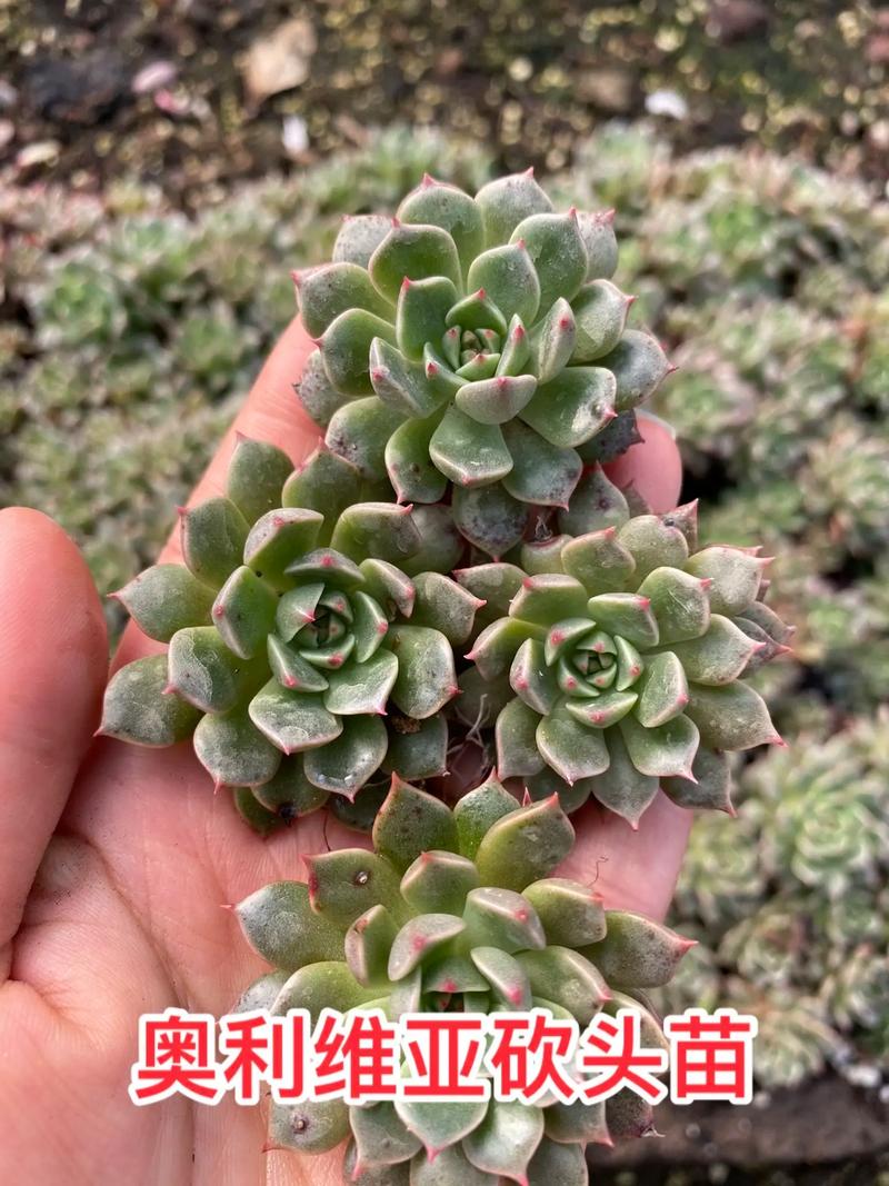 多肉奥利维亚和欧力威是同一种多肉吗？-第3张图片-吾爱花网