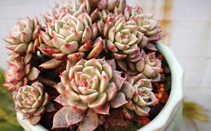 多肉奥利维亚和欧力威是同一种多肉吗？-第2张图片-吾爱花网