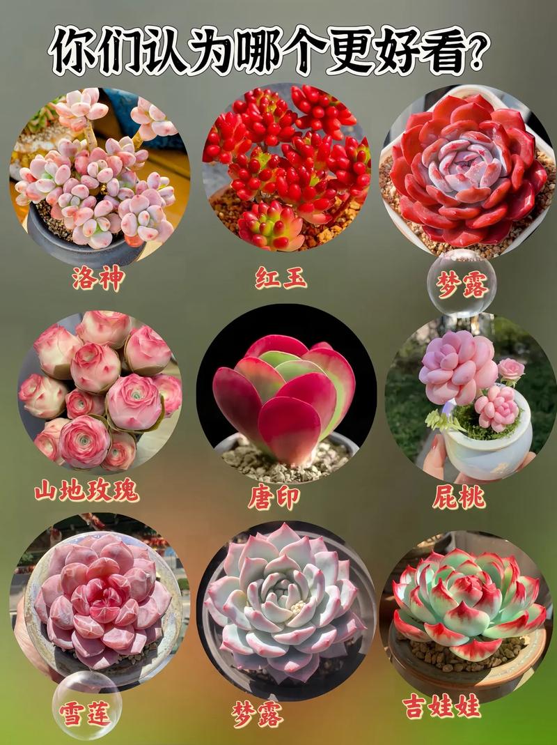 多肉界最漂亮的十种多肉,究竟花落谁家?-第2张图片-吾爱花网 多肉界最漂亮的十种多肉,究竟花落谁家?-第2张图片-吾爱花网