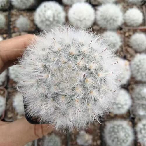 白鸟多肉作文写肉白还是写鸟情?-第1张图片-吾爱花网 白鸟多肉作文写肉白还是写鸟情?-第1张图片-吾爱花网