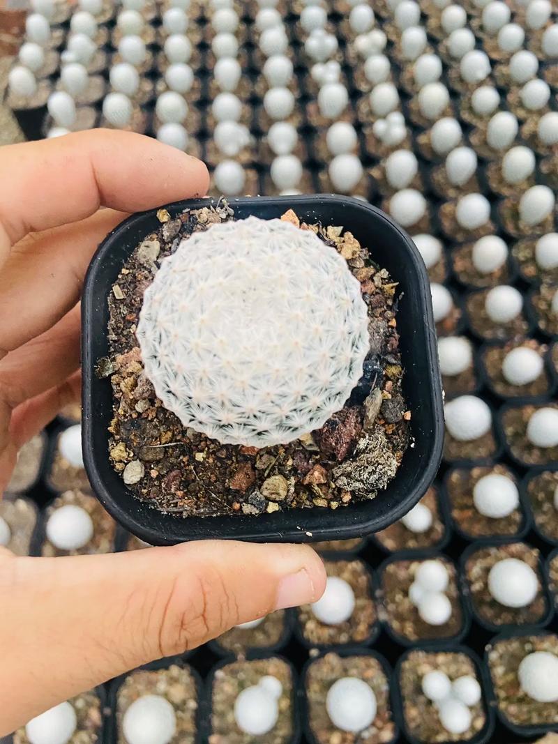 白鸟多肉作文写肉白还是写鸟情?-第2张图片-吾爱花网 白鸟多肉作文写肉白还是写鸟情?-第2张图片-吾爱花网