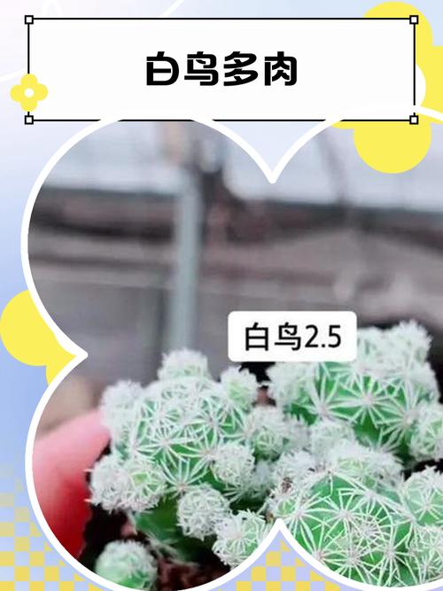 白鸟多肉作文写肉白还是写鸟情?-第3张图片-吾爱花网 白鸟多肉作文写肉白还是写鸟情?-第3张图片-吾爱花网