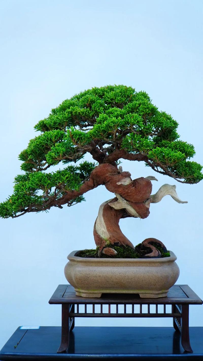 盆栽树图片大全，有哪些经典品种？-第1张图片-吾爱花网