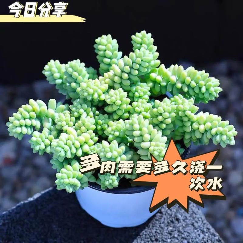 多肉到货必须洗澡吗?-第1张图片-吾爱花网 多肉到货必须洗澡吗?-第1张图片-吾爱花网