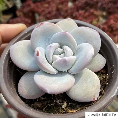 嫦娥多肉和雪莲多肉咋区分?-第2张图片-吾爱花网 嫦娥多肉和雪莲多肉咋区分?-第2张图片-吾爱花网