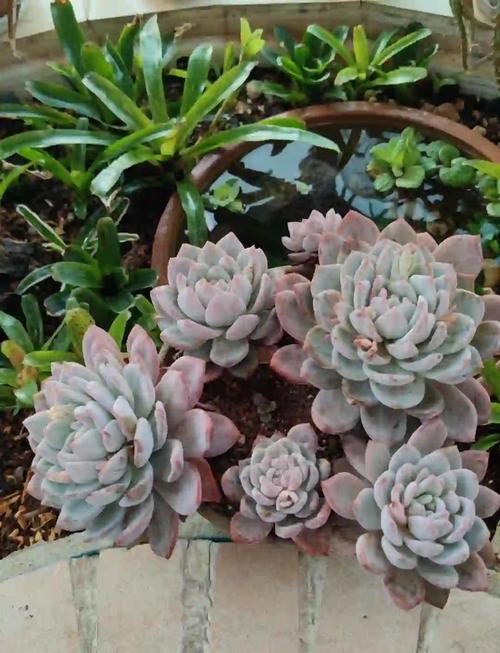 嫦娥多肉和雪莲多肉咋区分?-第3张图片-吾爱花网 嫦娥多肉和雪莲多肉咋区分?-第3张图片-吾爱花网