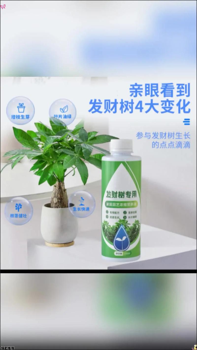 水培发财树用什么肥?怎么施肥?-第2张图片-吾爱花网 水培发财树用什么肥?怎么施肥?-第2张图片-吾爱花网