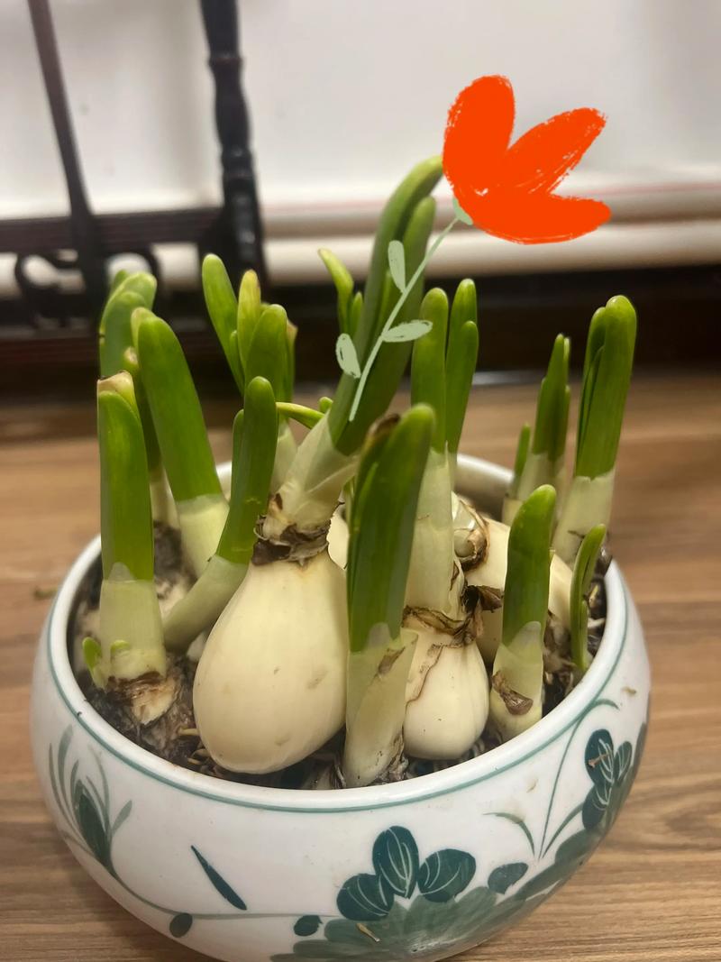 水仙放卧室会中毒吗?-第3张图片-吾爱花网 水仙放卧室会中毒吗?-第3张图片-吾爱花网