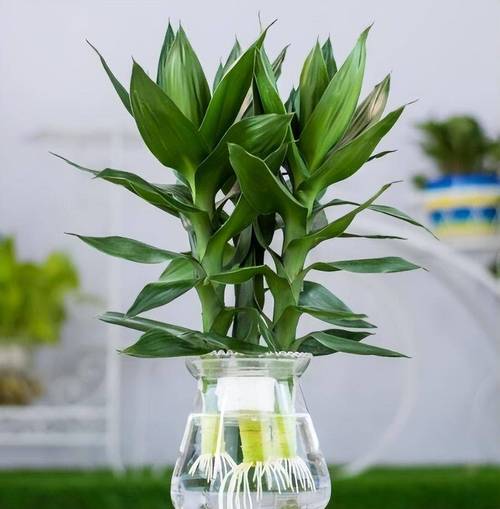 水培富贵竹为何总不长根？-第3张图片-吾爱花网