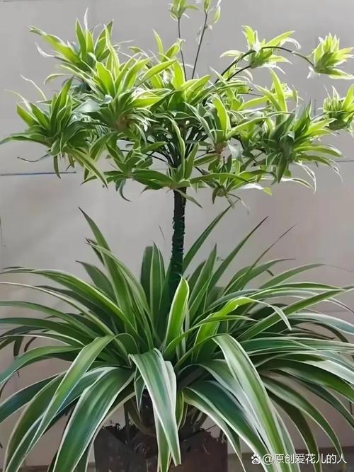 吊兰有哪些常见品种及图片特征？-第2张图片-吾爱花网