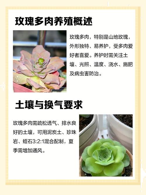 多肉小玫瑰怎么养才爆盆?-第1张图片-吾爱花网 多肉小玫瑰怎么养才爆盆?-第1张图片-吾爱花网