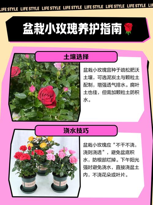 多肉小玫瑰怎么养才爆盆?-第3张图片-吾爱花网 多肉小玫瑰怎么养才爆盆?-第3张图片-吾爱花网