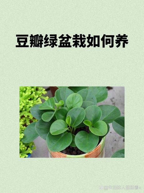 水培土培哪个更快？-第2张图片-吾爱花网