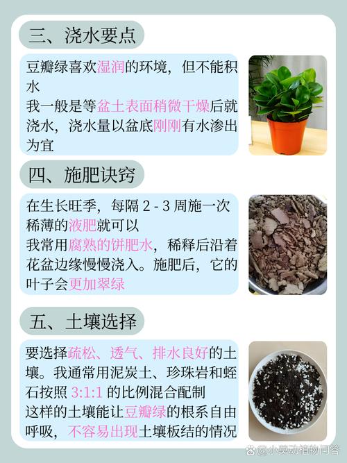 水培土培哪个更快？-第3张图片-吾爱花网