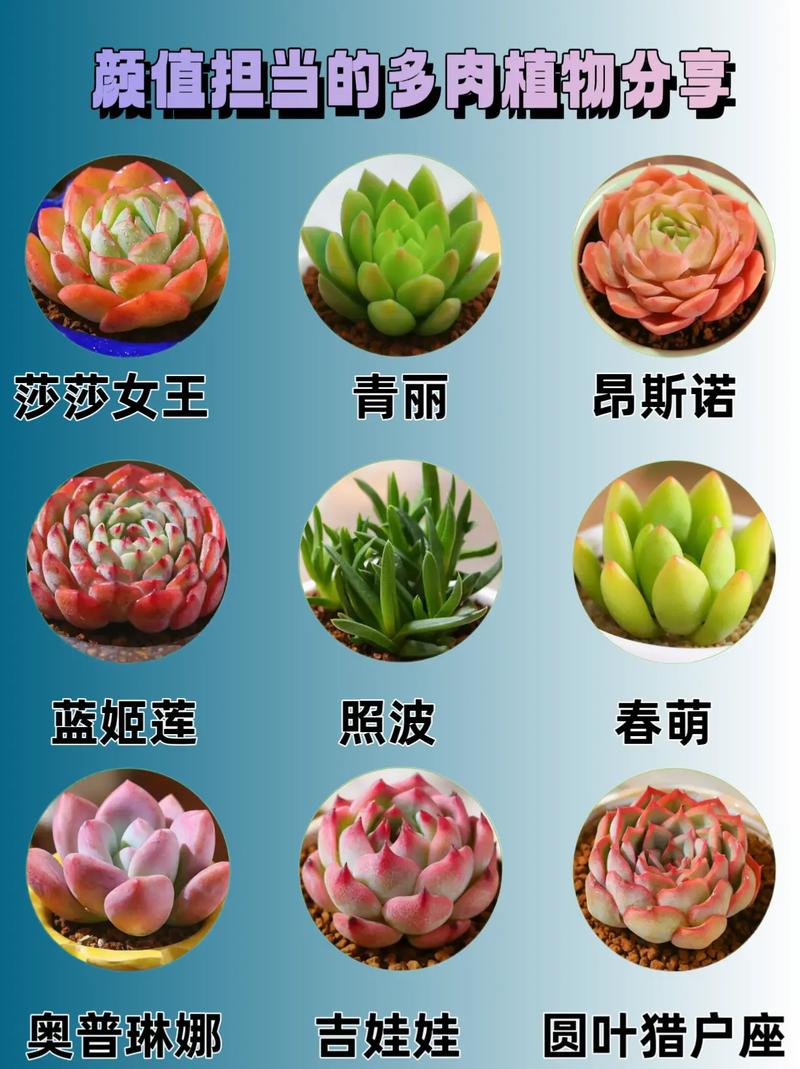 多肉植物种类图片及名称有哪些?-第3张图片-吾爱花网 多肉植物种类图片及名称有哪些?-第3张图片-吾爱花网