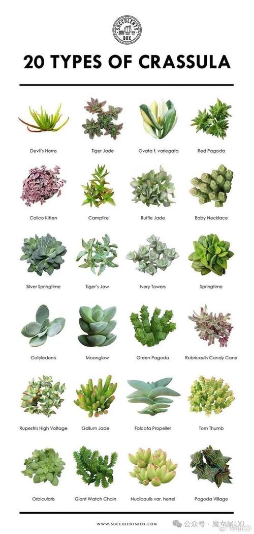 多肉植物种类图片及名称有哪些？-第2张图片-吾爱花网