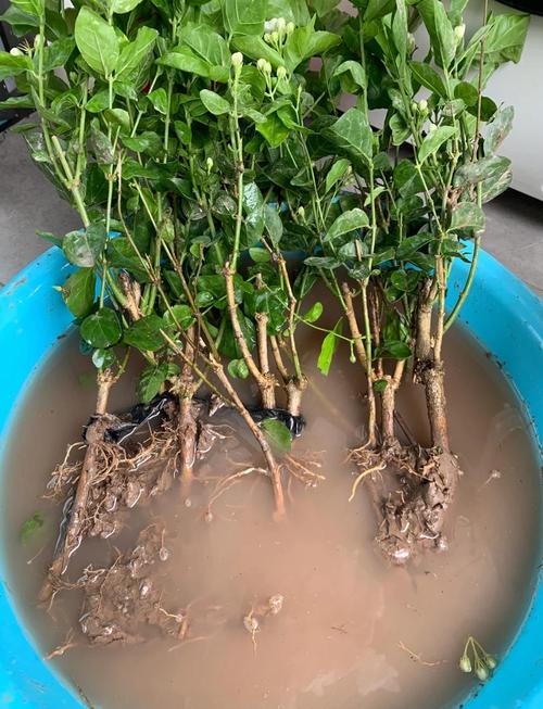 茉莉花土培水培,哪种更适合生长?-第2张图片-吾爱花网 茉莉花土培水培,哪种更适合生长?-第2张图片-吾爱花网