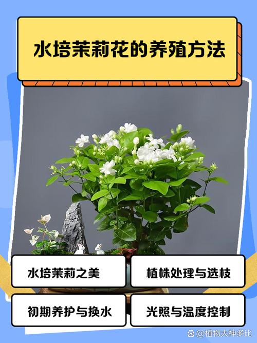 茉莉花土培水培,哪种更适合生长?-第1张图片-吾爱花网 茉莉花土培水培,哪种更适合生长?-第1张图片-吾爱花网