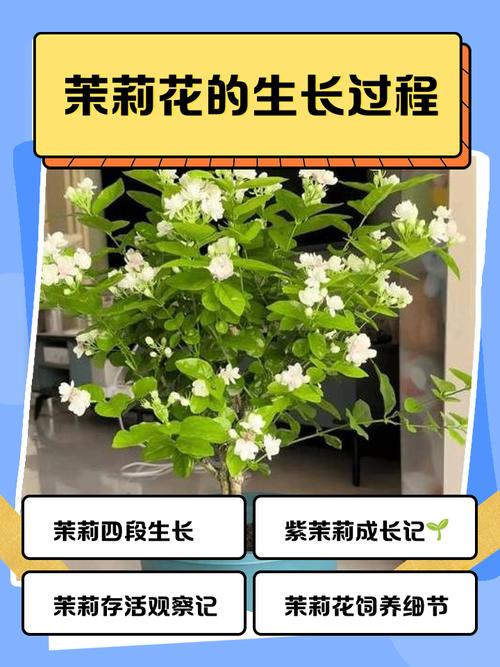 茉莉花土培水培,哪种更适合生长?-第3张图片-吾爱花网 茉莉花土培水培,哪种更适合生长?-第3张图片-吾爱花网