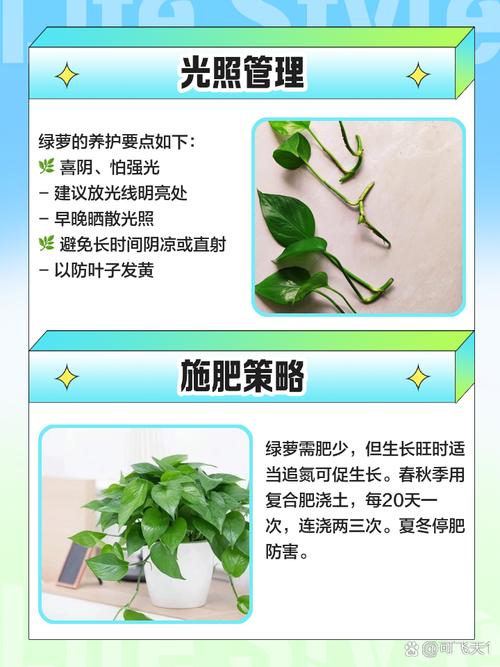 绿土培还是水培，绿萝长得更快？-第3张图片-吾爱花网