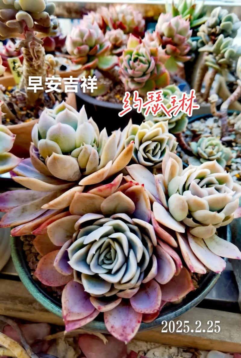 多肉景天科石莲花属怎么养?-第1张图片-吾爱花网 多肉景天科石莲花属怎么养?-第1张图片-吾爱花网