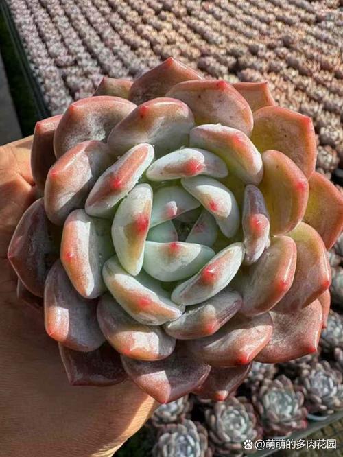 多肉景天科石莲花属怎么养?-第2张图片-吾爱花网 多肉景天科石莲花属怎么养?-第2张图片-吾爱花网