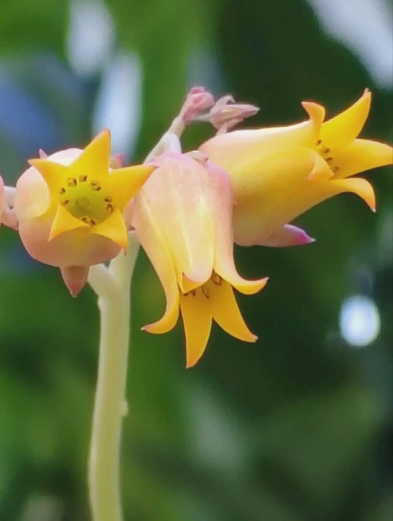 多肉景天科石莲花属怎么养?-第3张图片-吾爱花网 多肉景天科石莲花属怎么养?-第3张图片-吾爱花网