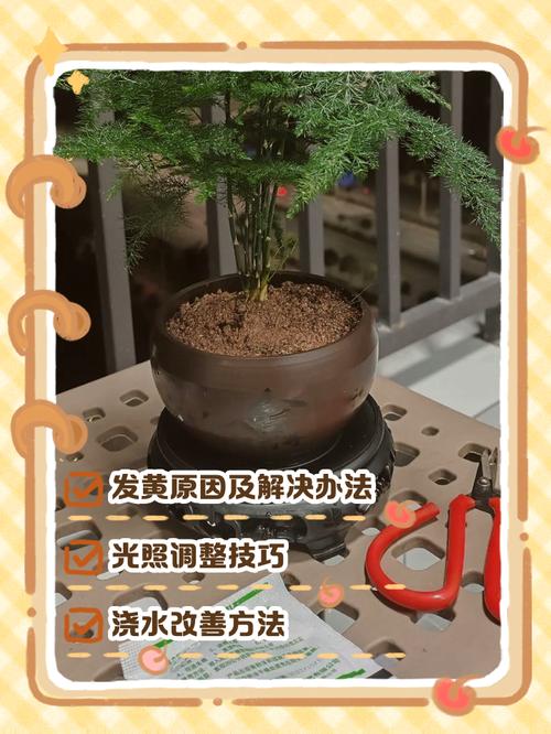 文竹水培黄叶怎么救?-第1张图片-吾爱花网 文竹水培黄叶怎么救?-第1张图片-吾爱花网