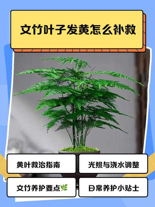 文竹水培黄叶怎么救?-第3张图片-吾爱花网 文竹水培黄叶怎么救?-第3张图片-吾爱花网