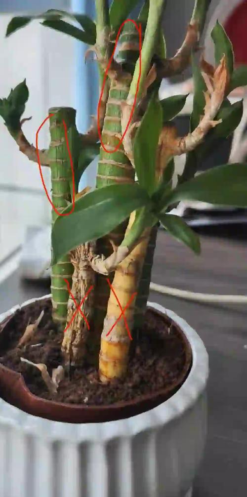 水培竹子叶发黄怎么办?-第1张图片-吾爱花网 水培竹子叶发黄怎么办?-第1张图片-吾爱花网