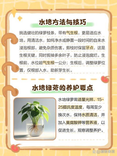 水培绿萝的主要营养物质-第3张图片-吾爱花网