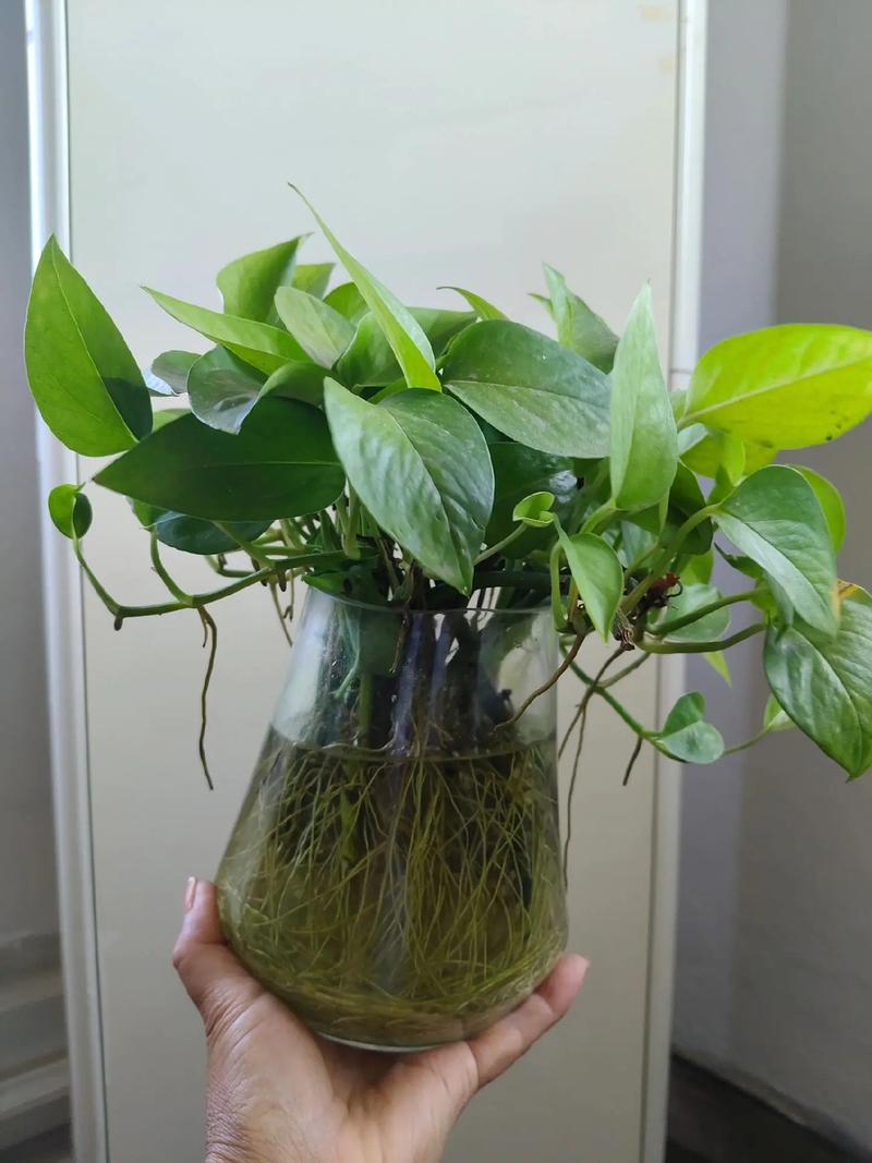 水培绿萝的主要营养物质-第1张图片-吾爱花网