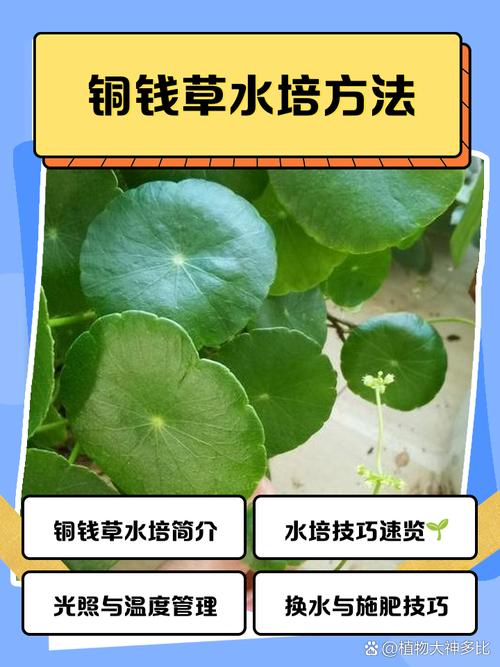 水培铜钱草复合肥怎么施？-第2张图片-吾爱花网