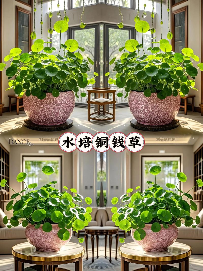 水培铜钱草复合肥怎么施？-第3张图片-吾爱花网