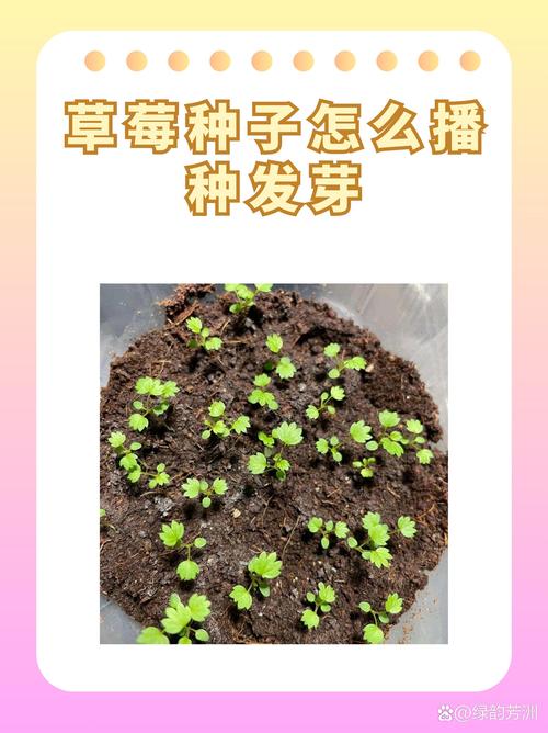 水培草莓VS土培，哪种更优？-第3张图片-吾爱花网