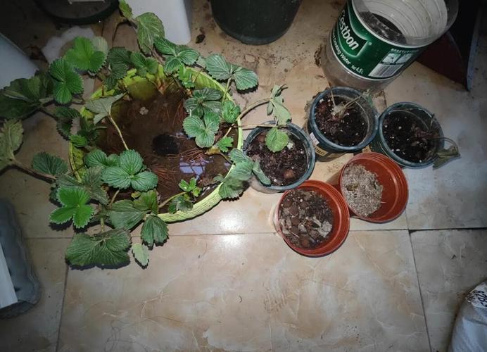 水培草莓VS土培，哪种更优？-第2张图片-吾爱花网