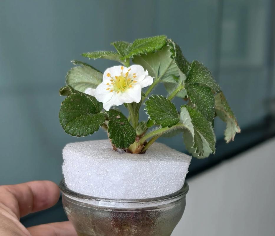 水培草莓VS土培,哪种更优?-第1张图片-吾爱花网 水培草莓VS土培,哪种更优?-第1张图片-吾爱花网